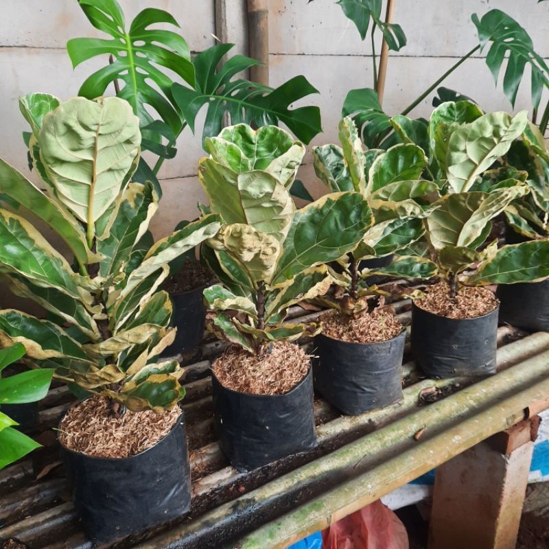 Tanaman Hias Ketapang Biola Cantik Varigata Pohon Ketapang Biola Varigata Ficus Lyrata Variegata