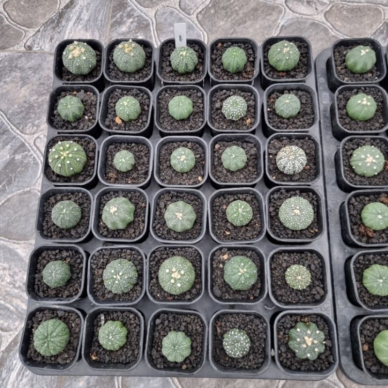 [Satuan] Kaktus Astro Import Thailand 3-4cm