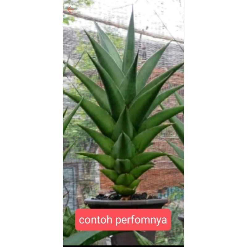 sansivera hybrid maya