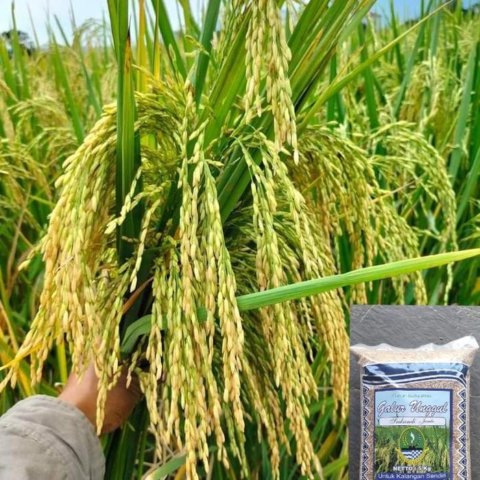 benih padi srikandi jumbo 5kg