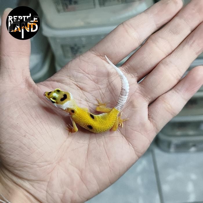 PREMIUM Mainan Leopard gecko Premium Pilihan Raptor Mack Snow Tang stripe Juve