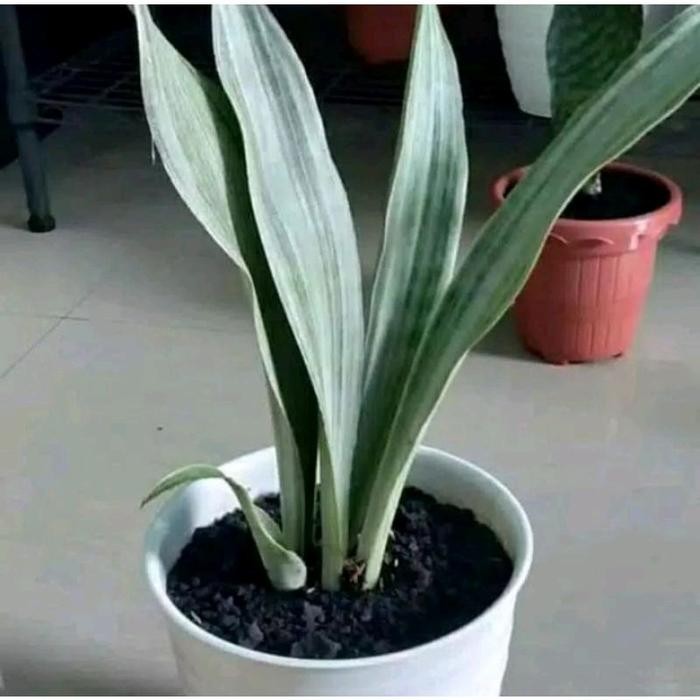 JTTOP" TANAMAN LIDAH MERTUA SILVER