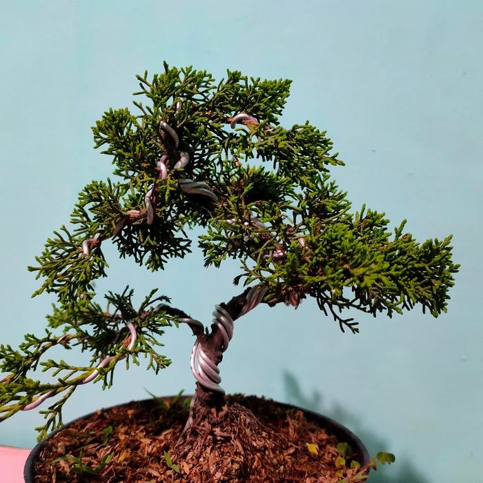 JTTOP" BONSAI CEMARA SARGENTII CEMARA JARUM SIAP PAJANG