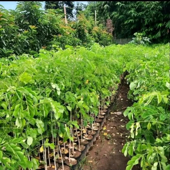 JTTOP" POHON TREMBESI - BIBIT TANAMAN POHON TREMBESI TINGGI 1 METER - POHON KI HUJAN TREMBESI