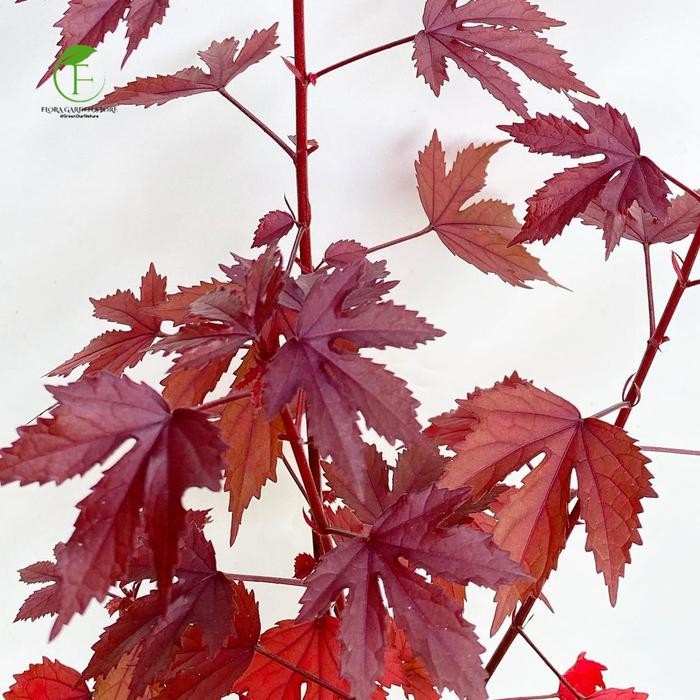 JTTOP" TANAMAN HIAS HIBISCUS RED PANAMA / CRANBARRY HIBISCUS / TANAMAN RED PANAMA