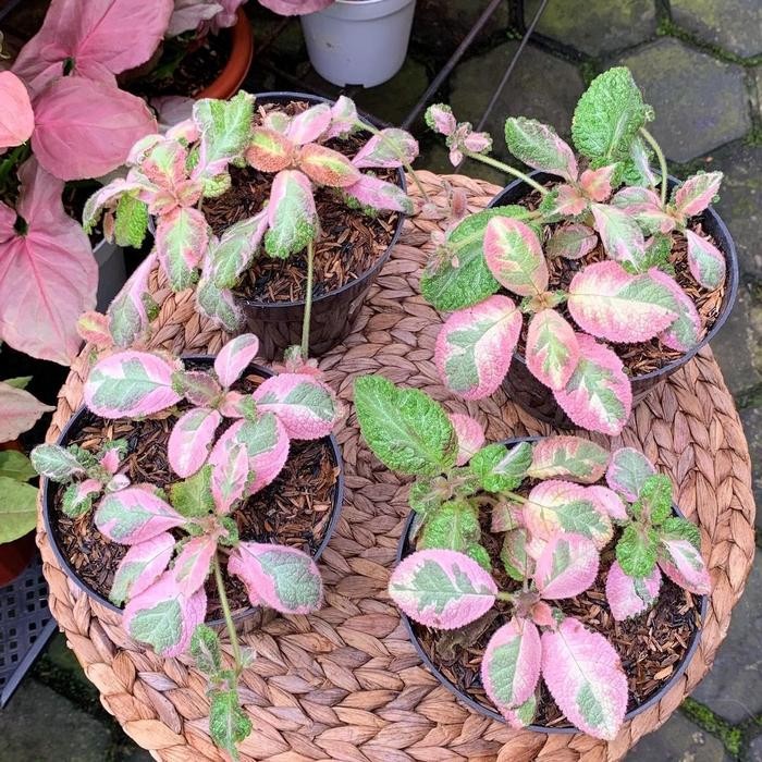 JTTOP" TANAMAN HIAS EPISCIA PICASSO - EPISCIA PINK PICASSO - TANAMAN KOLEKSI