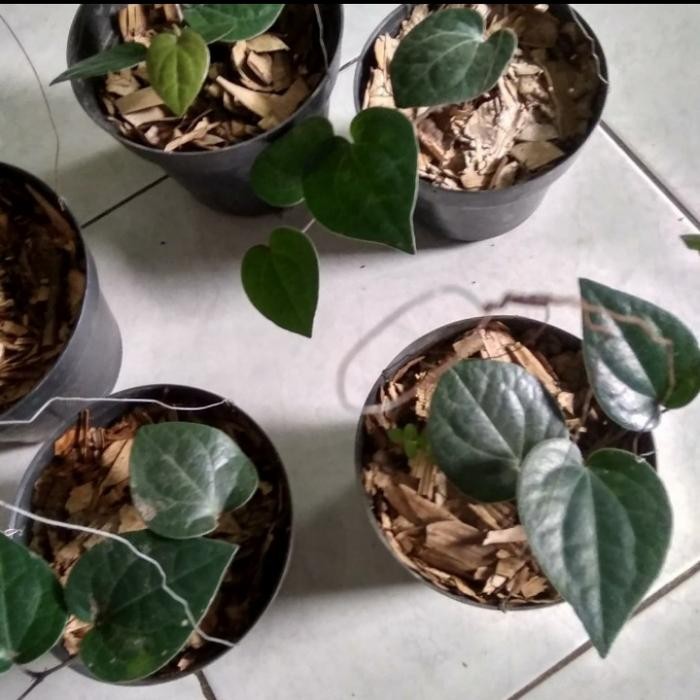 JTTOP" TANAMAN HIAS SIRIH HITAM - TANAMAN HIAS UNIK