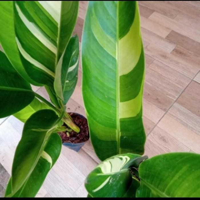 JTTOP" TANAMAN HIAS PISANG PISANGAN VARIGATA - TANAMAN HIAS PISANG VARIGATA