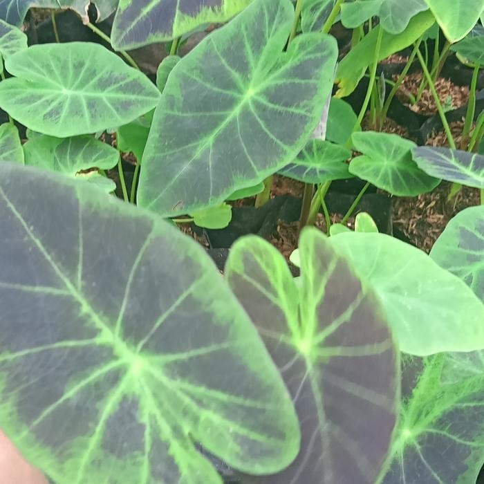 JTTOP" TANAMAN HIAS KELADI UNGU PURPLE - CALADIUM HIAS - KELADI CALADIUM