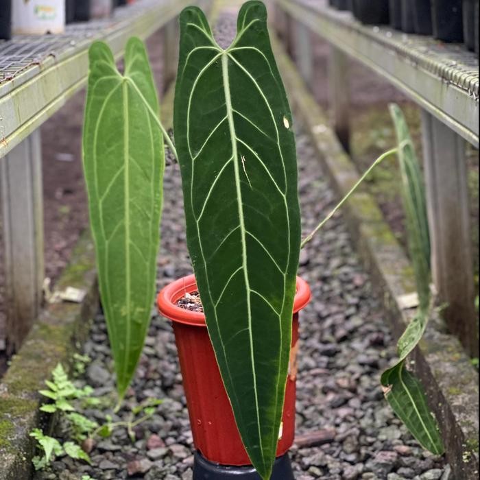 Anthurium Warocqueanum