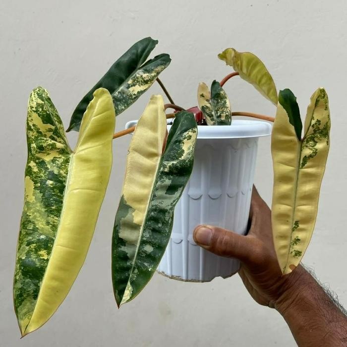 Bilitiae varigata/kabel busi varigata