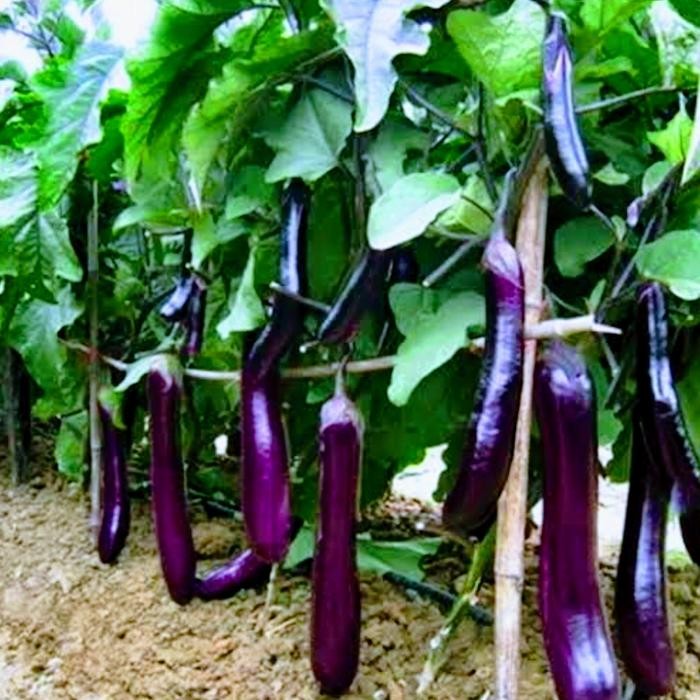 5 Paket Bibit Tanaman Sayur Terong