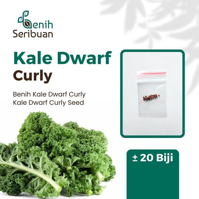 20 Bibit Kale Green Dwarf Curly Benih Sayuran Blue Scotch Curled Tanaman Sayur Dataran Rendah Super