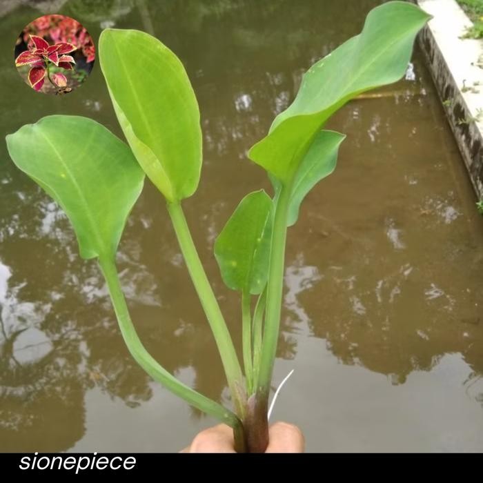 Bibit Genjer Sayur/Sayuran Bibit Genjer