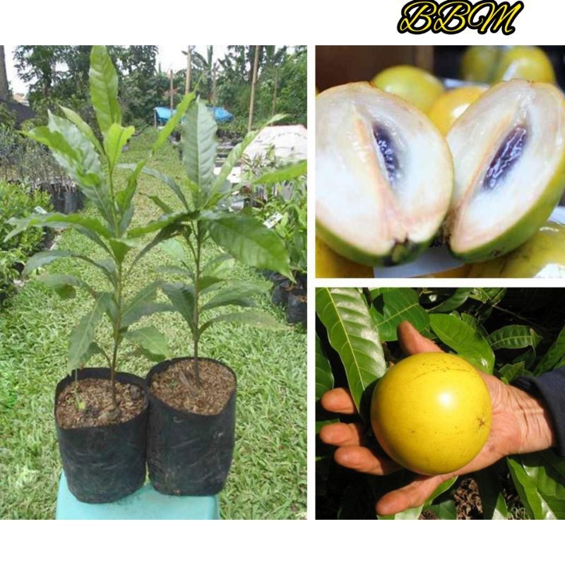 BIBIT TANAMAN SAWO ABIU/SAWO MENTEGA