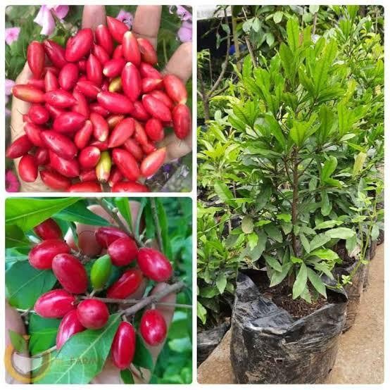 

Terlaris Bibit Miracle Fruit, Bibit Buah Ajaib, Si Buah Pemanis Siap Berbuah