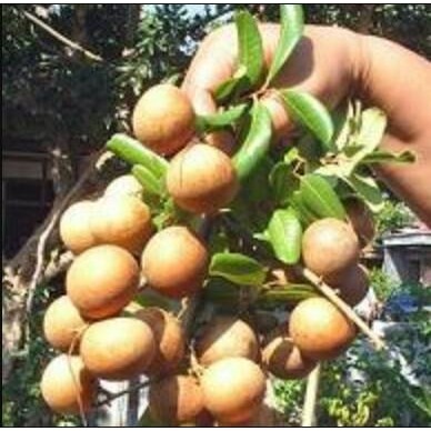 

Terlaris Bibit Pohon Lengkeng Pingpong