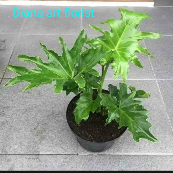 

Philodendron#Monstera#Tanaman Hidup/Bunga Hias