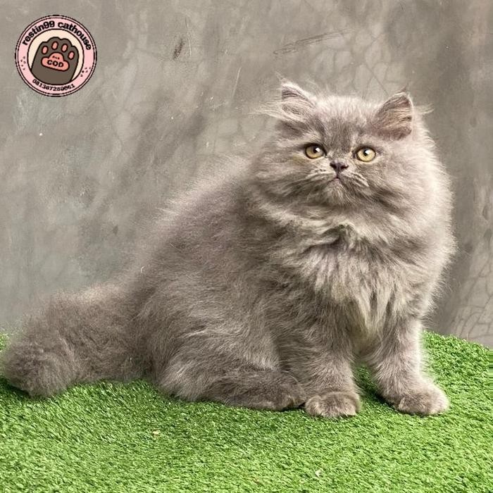 PREMIUM kucing jantan persia abu solid super gembul mainan