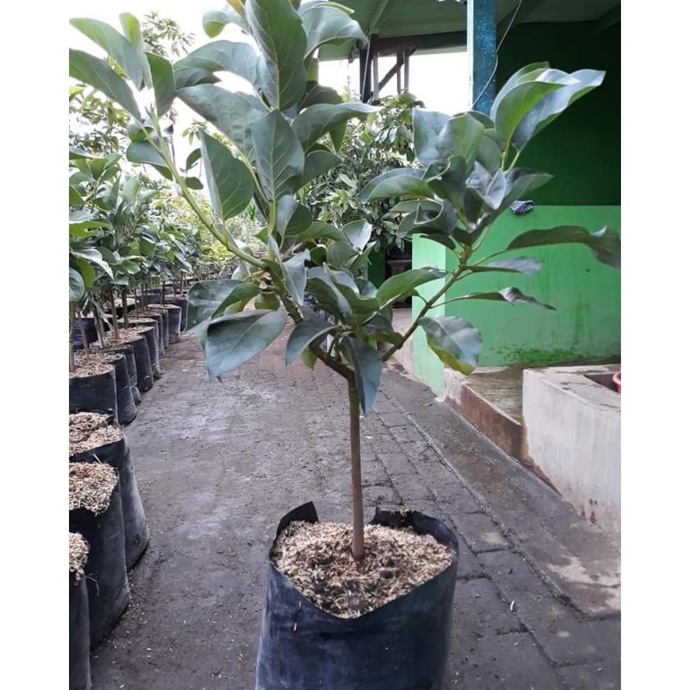 Bibit Alpukat Markus Tinggi 1 Meter Up Batang Besar - Alpukat Jumbo