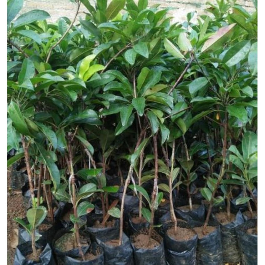 Bibit Tanaman Sawo Alano Jumbo