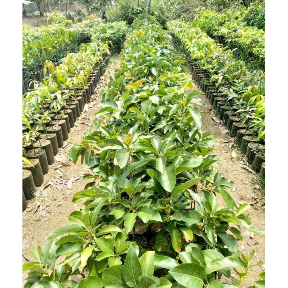paket 10 bibit alpukat kendil