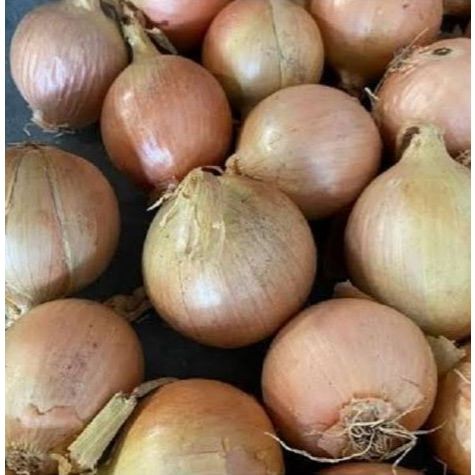 

Bawang Bombay BESAR 6080 Kemasan 1 kg