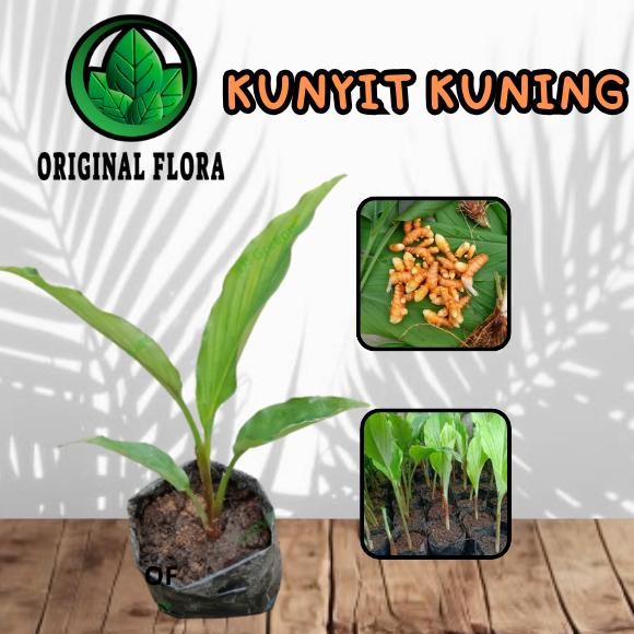 

Terlaris Bibit Kunyit Bibit Tanaman Kunyit Bibit Kunir Kunyit Pohon Kunyit