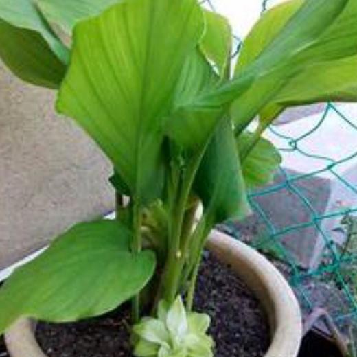 

Terlaris Bibit Tanaman Kunyit Herbal Kuning