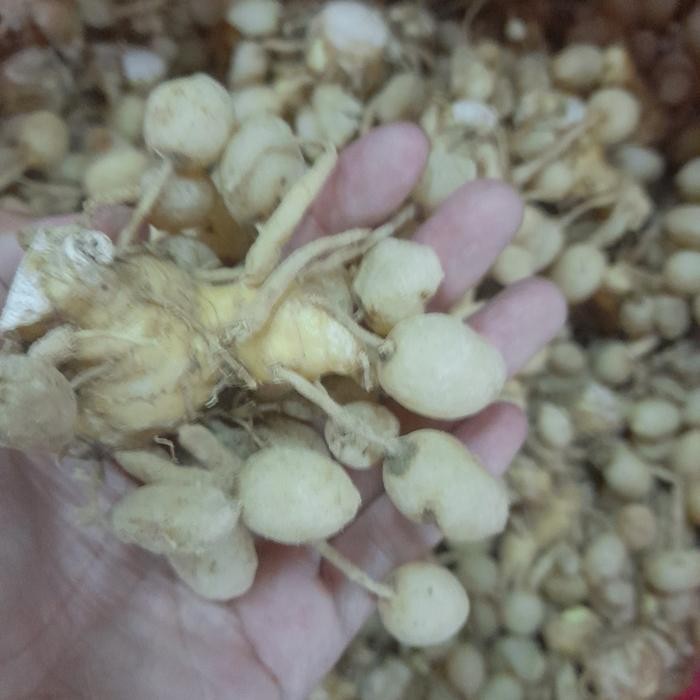 

Terlaris Kunyit Putih 100 Gram