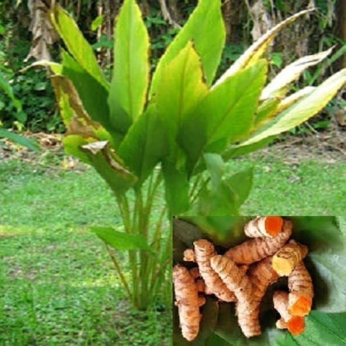 

Terlaris Bibit Kunyit - Tanpa Media Tanam