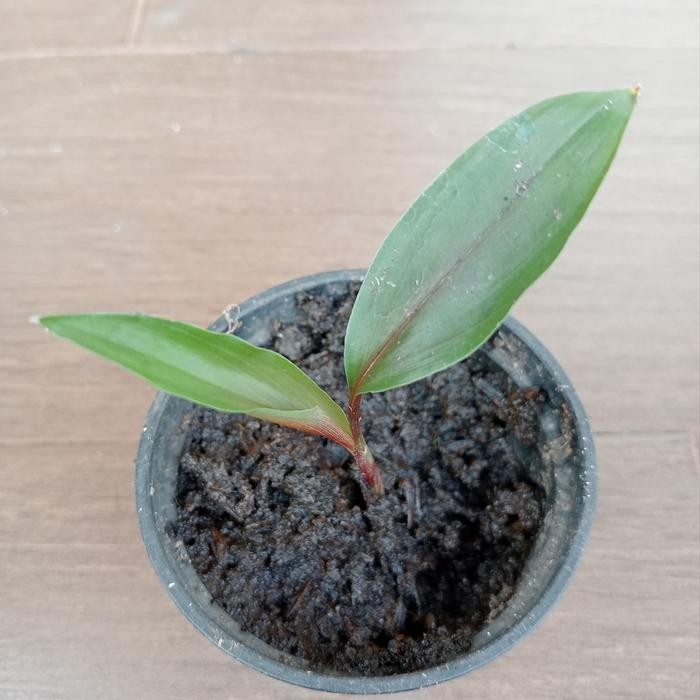 

Terlaris Bibit Tanaman Kunyit Merah