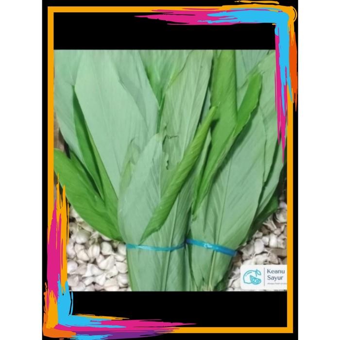 

Terlaris Daun Kunyit 1 Ikat