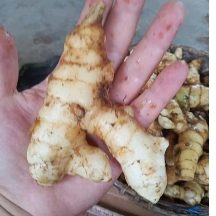 

Terlaris 1/2 Kg Kunyit Putih Original Artificial - Siap Kirim