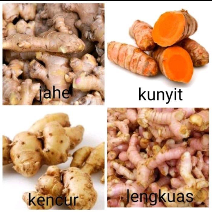 

Terlaris Jahe / Lengkuas / Kunyit / Kencur 1 Paket