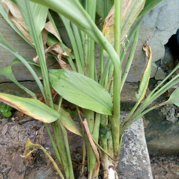 

Terlaris Bibit Kunyit Kuning/Kunyit Masak