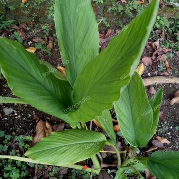 

Terlaris Daun Kunyit Fresh 5 Lembar / Tukangsayurjkt