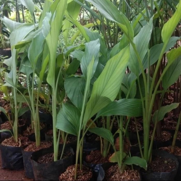 

Terlaris Promo Bibit Kunyit Sayur Kunyit Masak / 1 Bibit