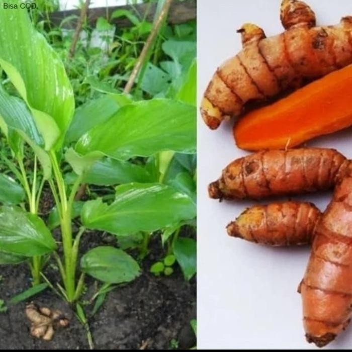 

Terlaris Pohon Kunyit Putih