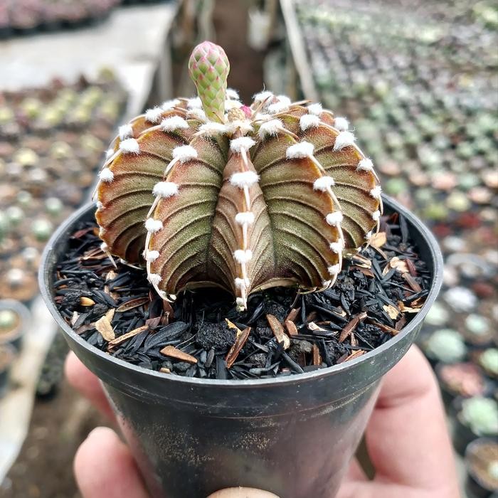 Nirwana Gardenss Kaktus Gymnocalycium Lb X Vos (Seedling) Kaktus Dan Sukulen