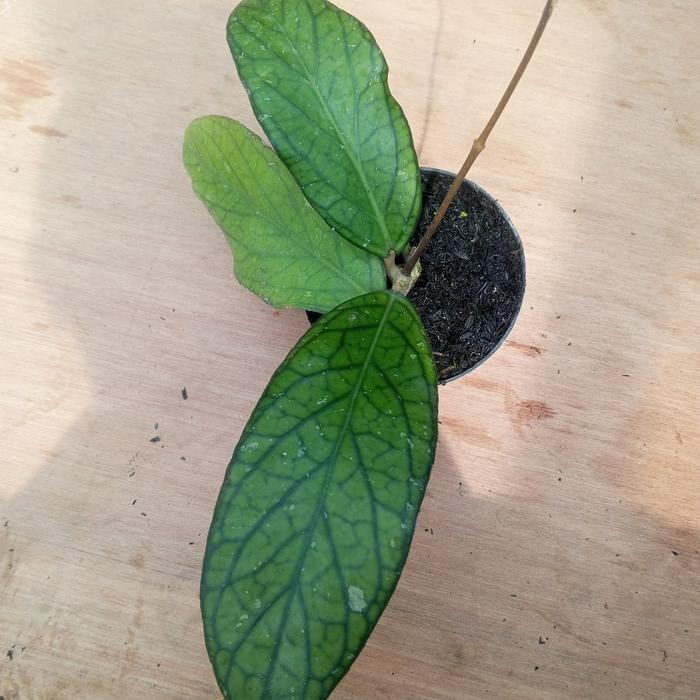 Nirwana Gardenss Tanaman Hias Hoya Sp Tanggamus