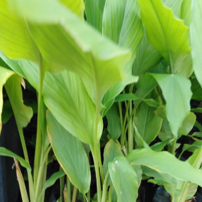 

Terlaris Tanaman Kunyit