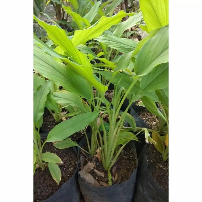 

Terlaris Tanaman Kunyit - Tanaman Obat Herbal - Bumbu Dapur