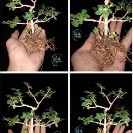 BONSAI SANCANG SUDAH HIDUP UKURAN MAME 20K