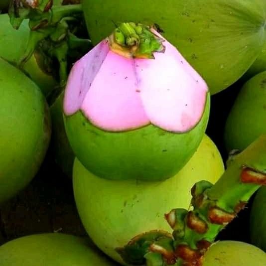 kelapa muda merah spesial