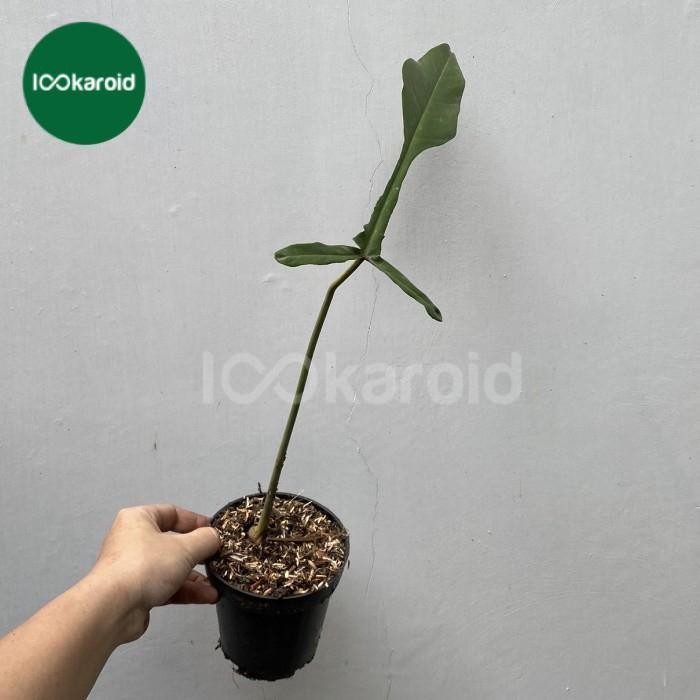 Tanaman Hias Philodendron Joepii
