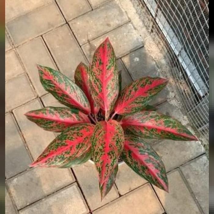 aglomema red wijaya cantik