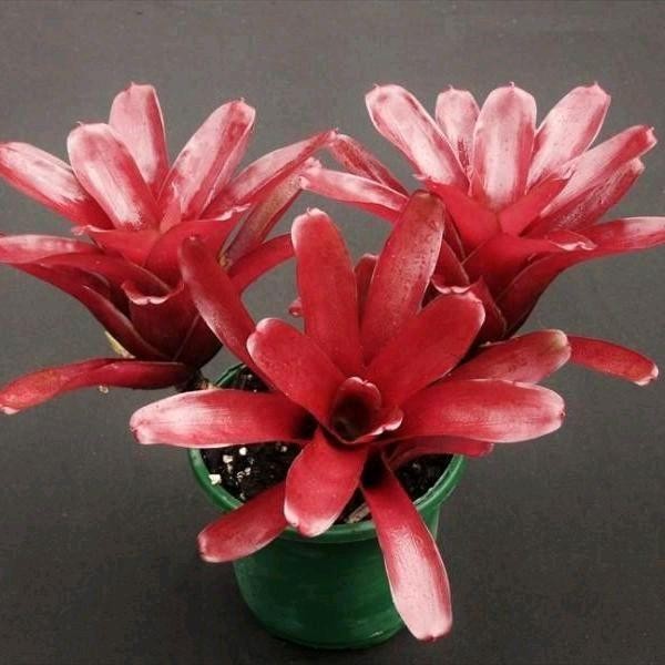 Tanaman Bromelia mini/Bromelia udang/bromelia fire ball