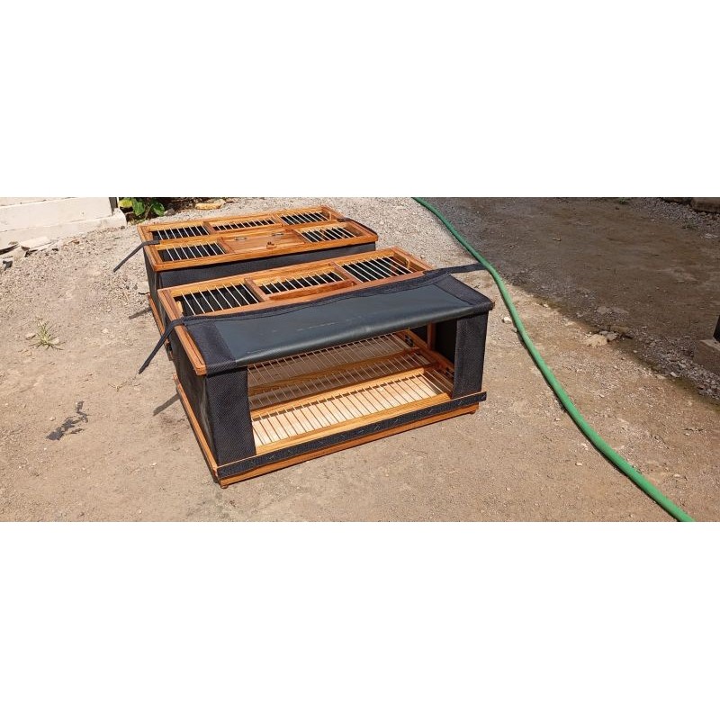 dongdang lipat jumbo