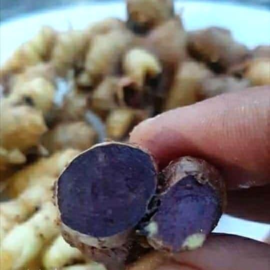 

Terlaris Kunyit Hitam Asli/Kaemferia Parviflora/Black Galingale